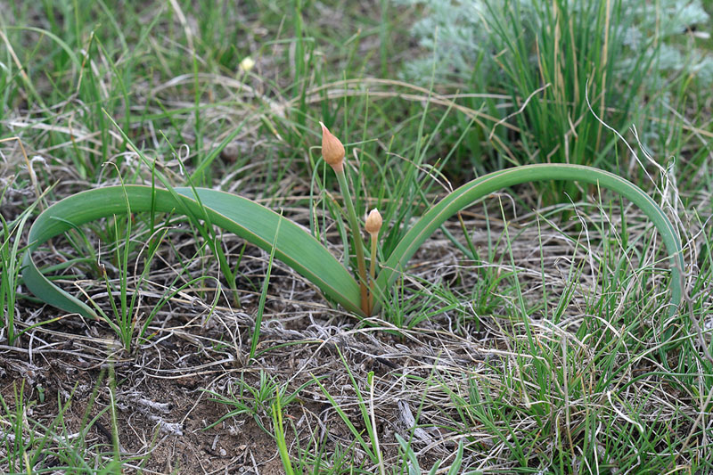 Изображение особи Allium tulipifolium.