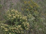 Chamaecytisus austriacus