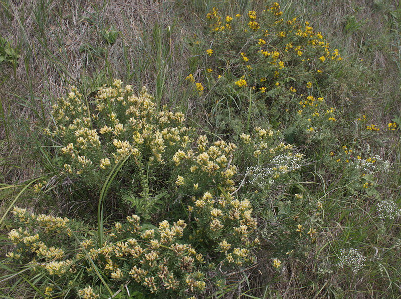 Image of Chamaecytisus austriacus specimen.