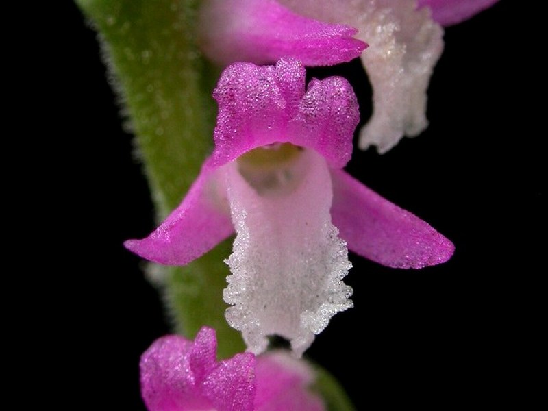 Image of Spiranthes australis specimen.