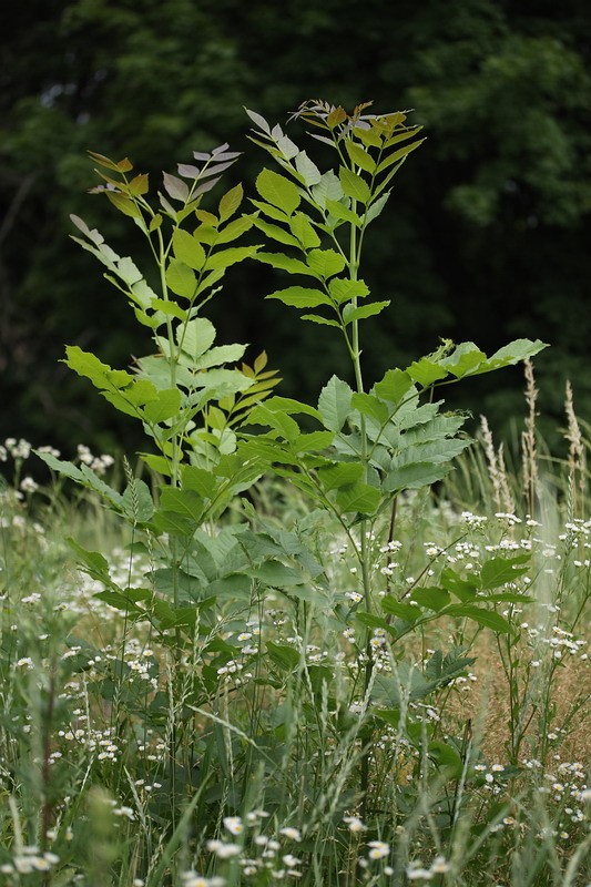 Изображение особи Fraxinus excelsior.