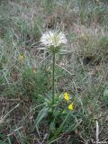 Dipsacus laciniatus