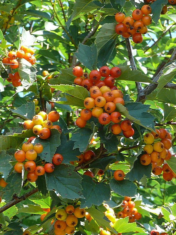 Изображение особи Crataegus chlorocarpa.