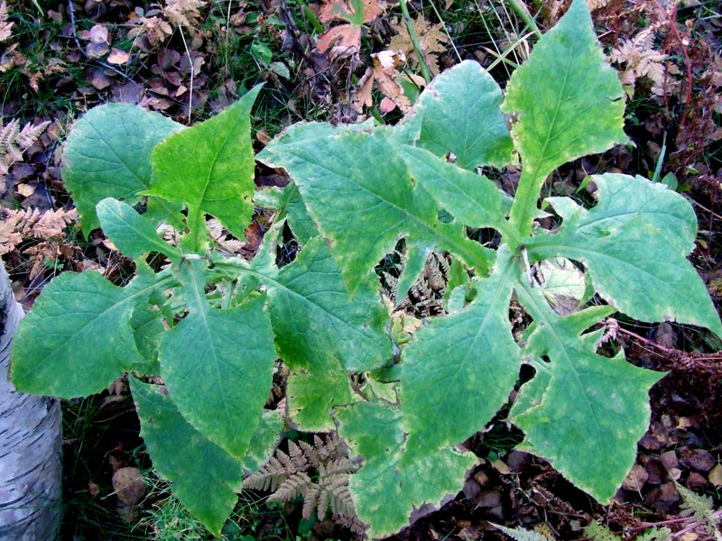 Image of Cicerbita alpina specimen.