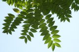 Juglans ailanthifolia. Листья. Узбекистан, г. Ташкент, Ботанический сад им. Ф.Н. Русанова, 21.09.2009.