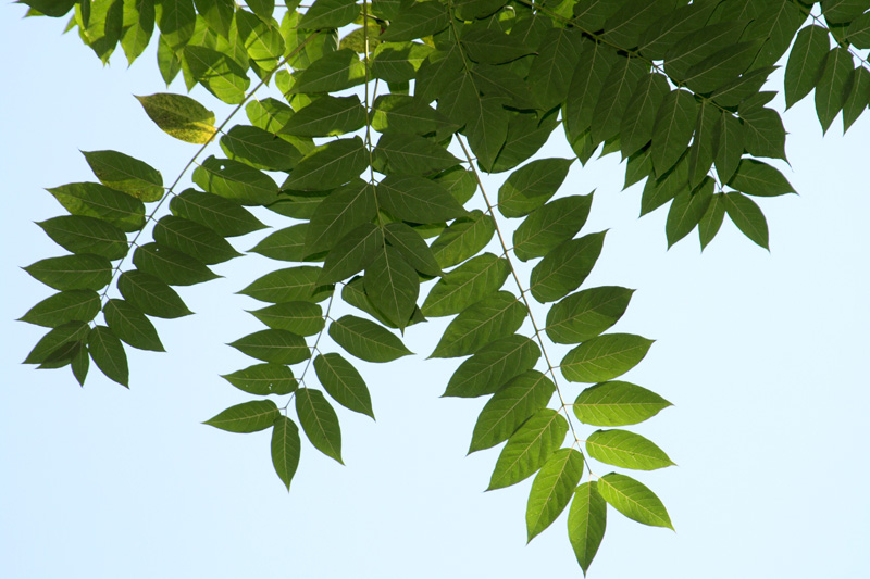 Image of Juglans ailanthifolia specimen.