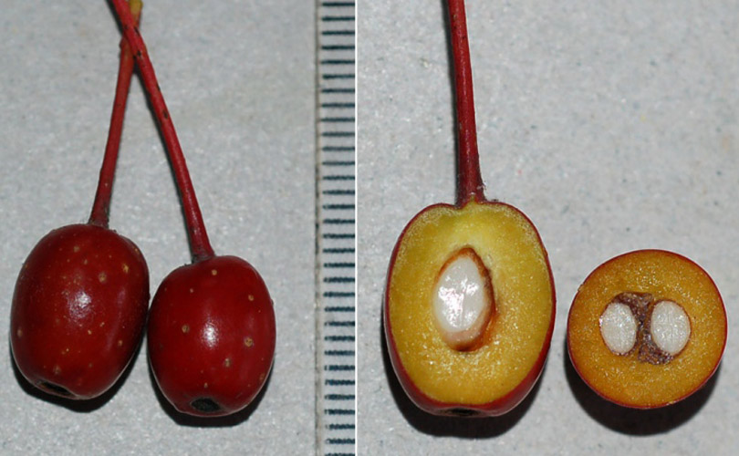 Изображение особи Sorbus alnifolia.