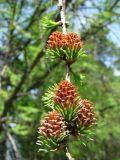 Larix sibirica. Ветка с макростробилами. Иркутская обл., г. Листвянка на берегу оз. Байкал. 11.06.2008.