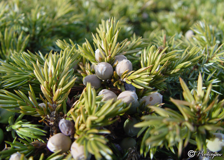 Изображение особи Juniperus hemisphaerica.