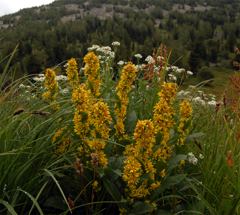 Image of Solidago virgaurea ssp. dahurica specimen.