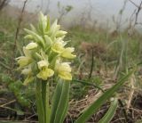 Dactylorhiza romana подвид georgica. Верхушка побега с соцветием. Краснодарский край, м/о г. Геленджик, хр. Коцехур, гора Шахан, склон горы. 18.04.2015.