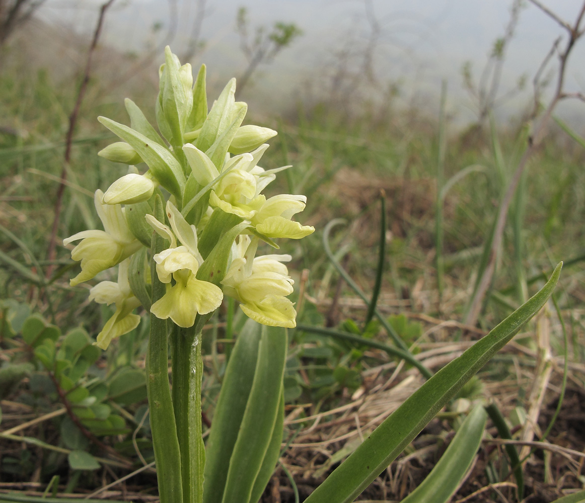 Изображение особи Dactylorhiza romana ssp. georgica.