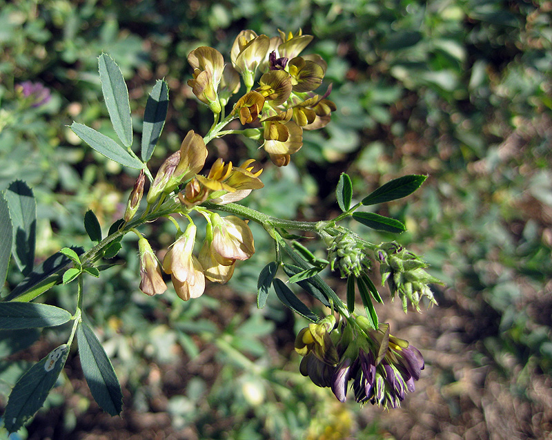 Image of Medicago × varia specimen.