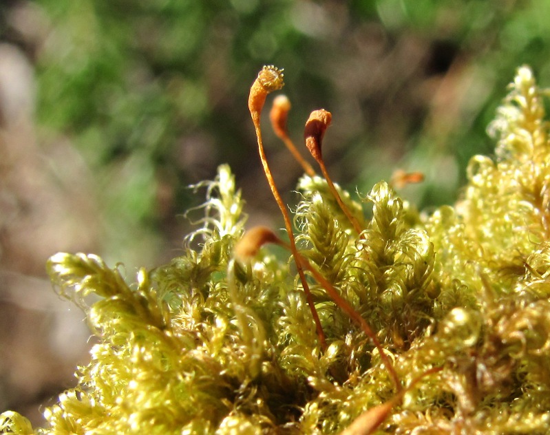 Изображение особи Sanionia uncinata.