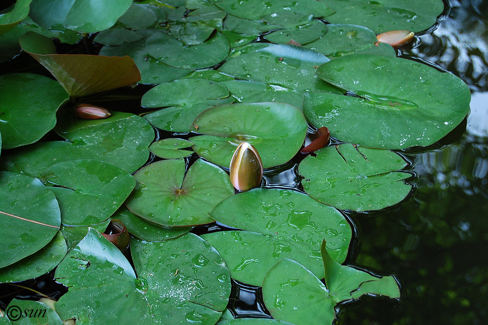 Image of Nymphaea × marliacea specimen.