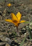 Crocus angustifolius. Цветущее растение. Крым, Карадагский заповедник, Карадагская балка. 26 февраля 2015 г.