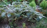 Datura wrightii