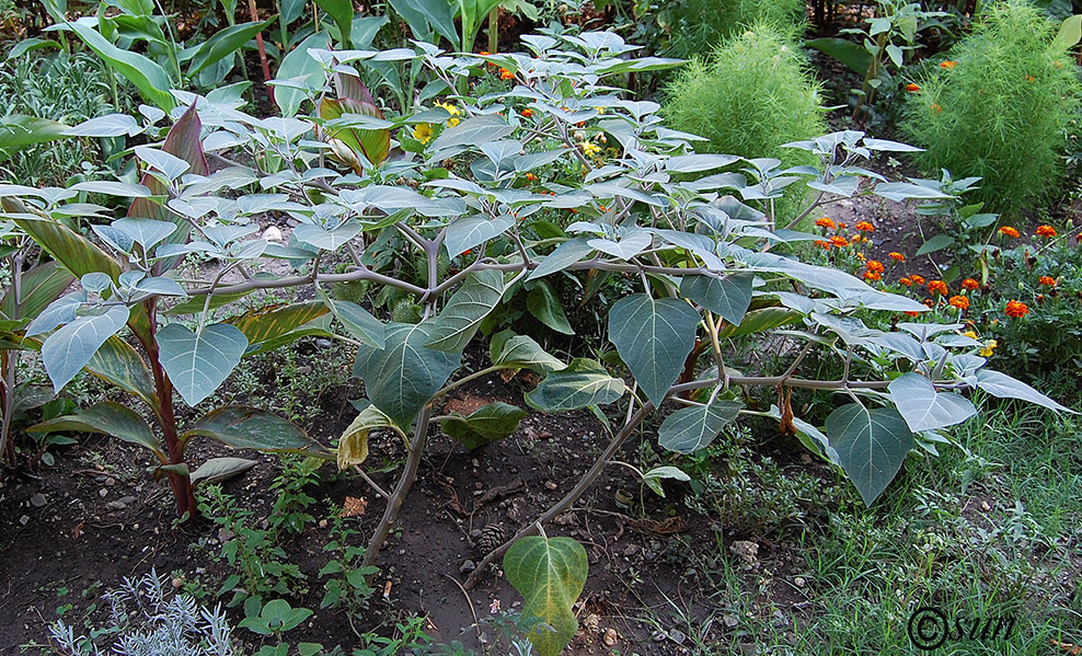 Изображение особи Datura wrightii.