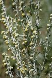 Artemisia absinthium. Соцветия-корзинки. Южный Казахстан, горы Алатау (Даубаба), Западное ущелье. 23.06.2014.