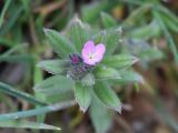 Buglossoides arvensis