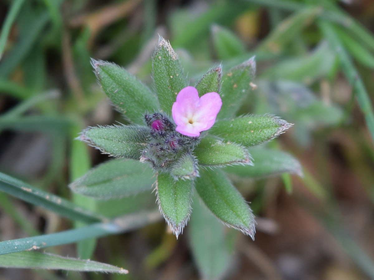 Изображение особи Buglossoides arvensis.