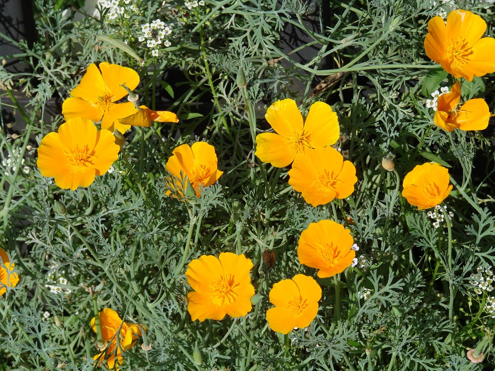 Изображение особи Eschscholzia californica.