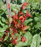 Berberis vulgaris