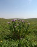 Centaurea alutacea