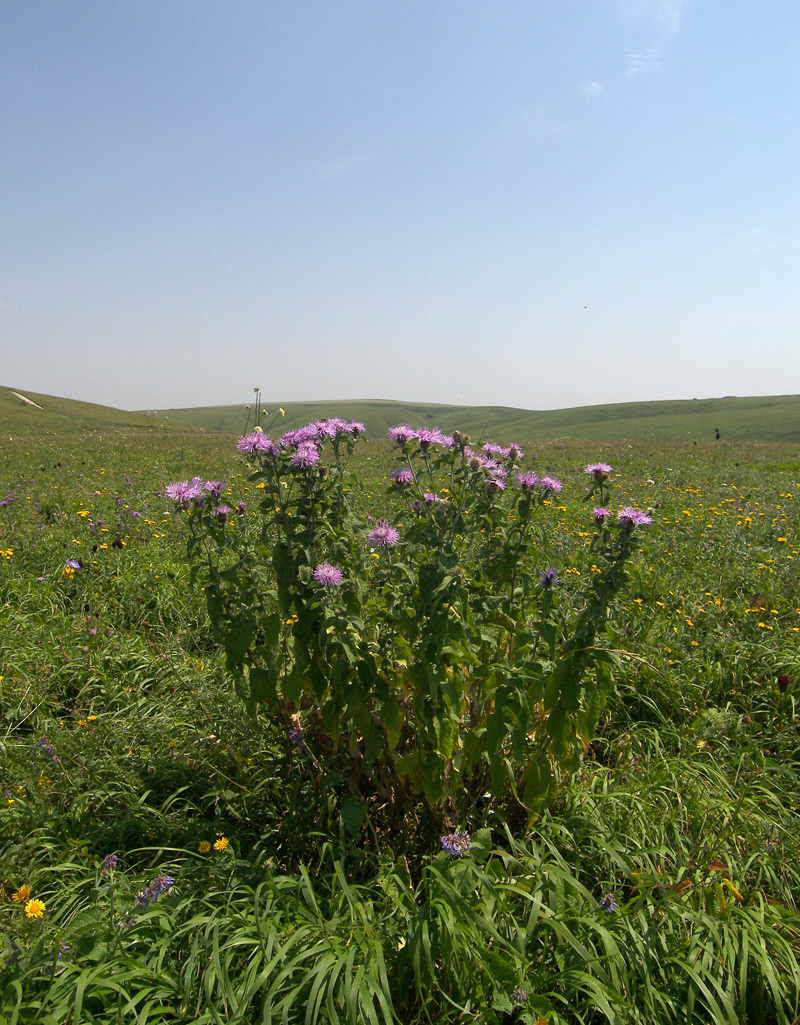 Image of Centaurea alutacea specimen.