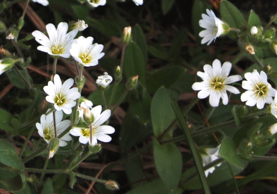 Изображение особи Cerastium krylovii.