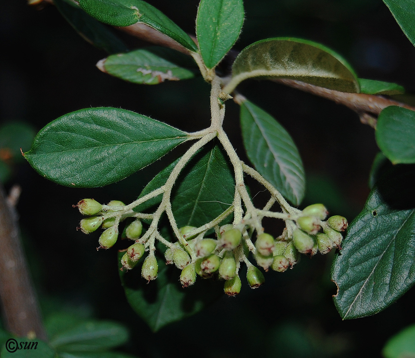 Изображение особи род Cotoneaster.