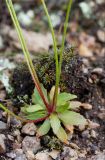 Androsace septentrionalis. Розетка прикорневых листьев. Алтайский край, окр. пос. Тигирек, заповедник \"Тигирекский\", низовья долины р. Малый Тигирек, пологий кустарниковый склон со скальными выходами. 24.05.2015.