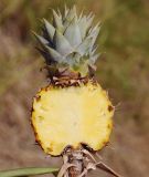 Ananas comosus