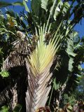 Ravenala madagascariensis. Цветущее растение. Австралия, г. Брисбен, ботанический сад. 12.07.2015.