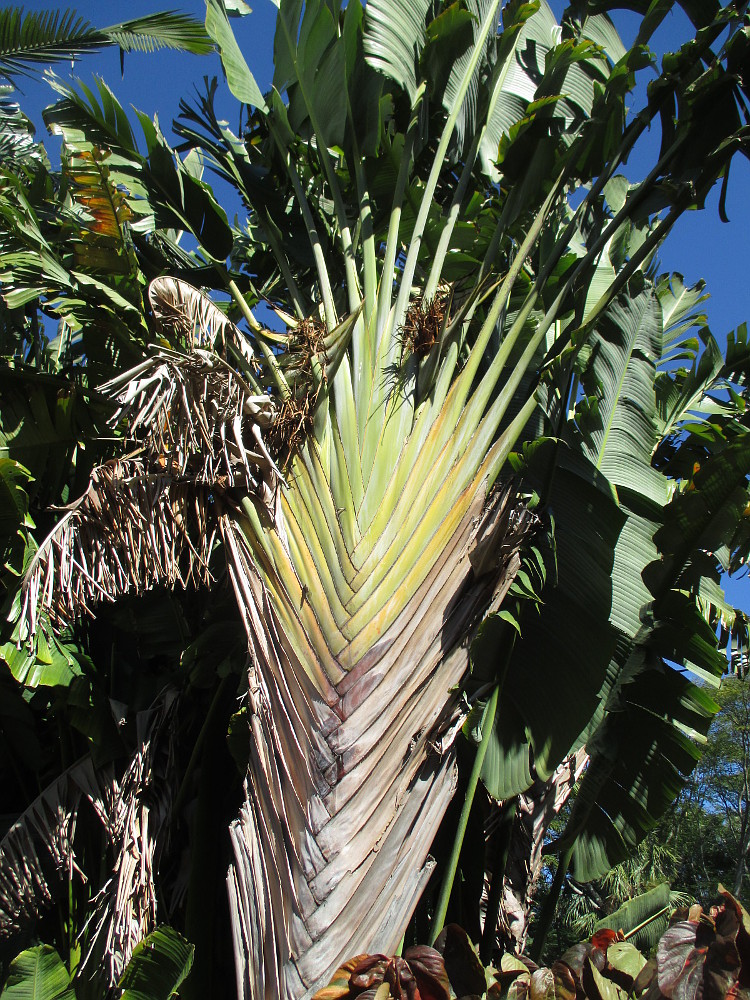 Изображение особи Ravenala madagascariensis.