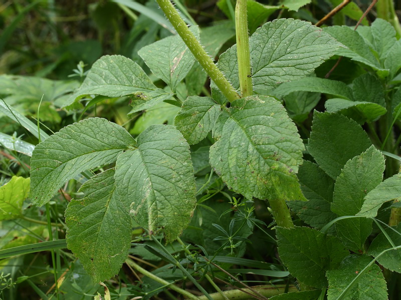 Изображение особи Chaerophyllum aromaticum.