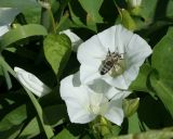 Calystegia sepium