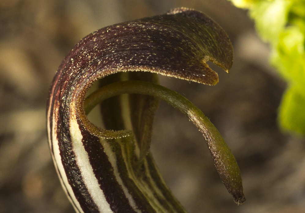 Image of Arisarum vulgare specimen.