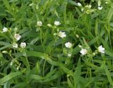 Cerastium bungeanum