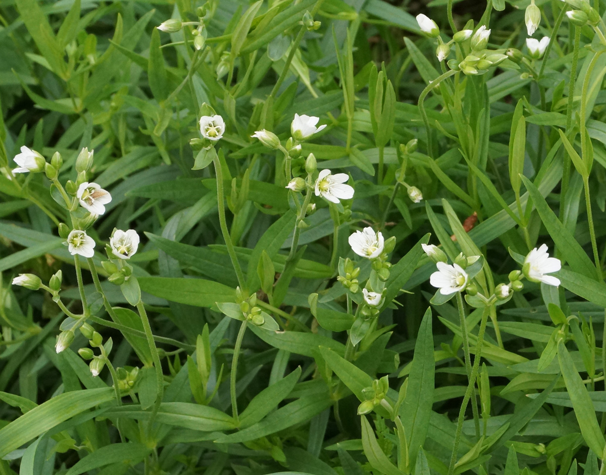 Image of Cerastium bungeanum specimen.