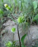 Acanthocephalus amplexifolius. Верхушка побега с отцвётшей корзинкой и незрелым соплодием. Казахстан, Сырдарьинский Каратау, около 4 км на север от перевала Турлан, верх. р. Турлан. 18.05.2014.