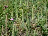 Orostachys malacophylla