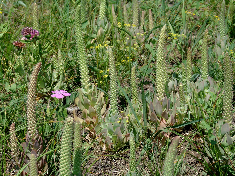 Изображение особи Orostachys malacophylla.