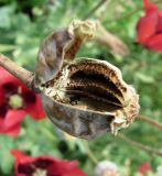 Papaver somniferum