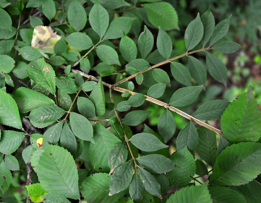 Изображение особи Euonymus sacrosanctus.