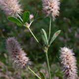 Trifolium arvense