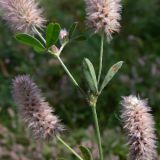 Trifolium arvense. Часть побега с соцветиями. Челябинская обл., окр. г. Челябинск, Золотая горка, поляна в берёзовом лесу. 24.08.2015.