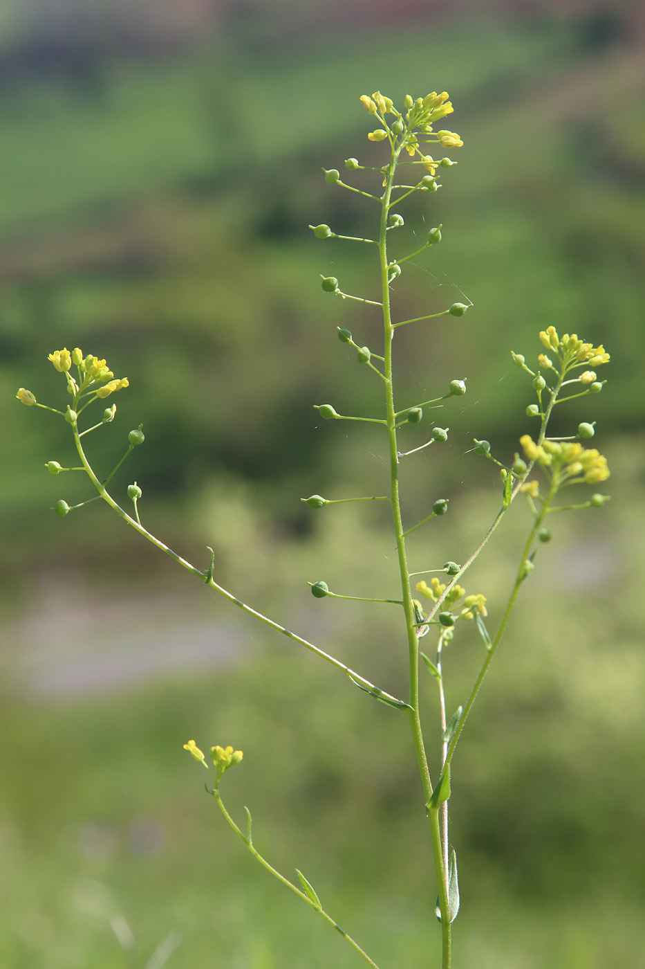 Image of Neslia apiculata specimen.