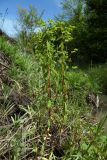 Euphorbia stricta