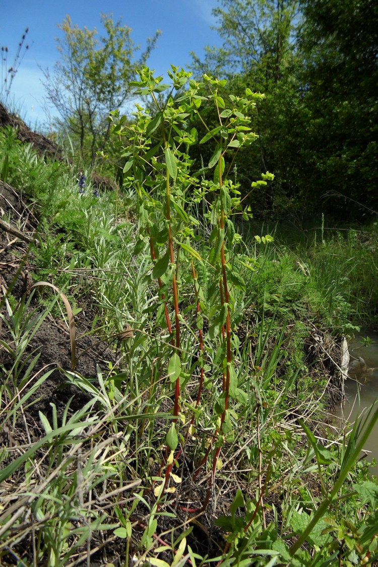 Image of Euphorbia stricta specimen.